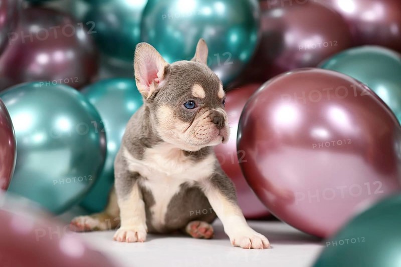 Lilac Orange Tan French Bulldog dog puppy sitting in front of colorful balloons background