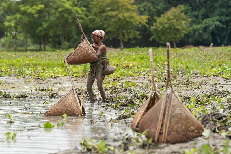 BAKSA, INDIA- JULY 12: Tribal women engage in traditional fishing using Jakoi, a bamboo fishing tool, in a shallow wetland in Baksa, India on July 12, 2025