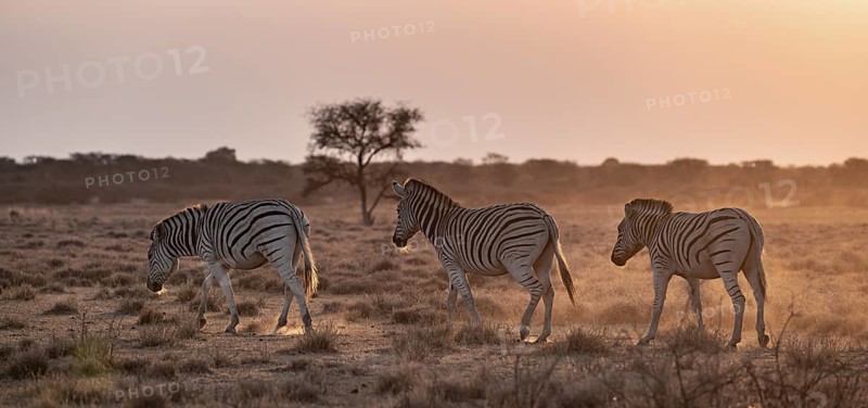 Steppe zebra (Equus quagga), in dry savannah, in the evening light, Kruger National Park, South Africa