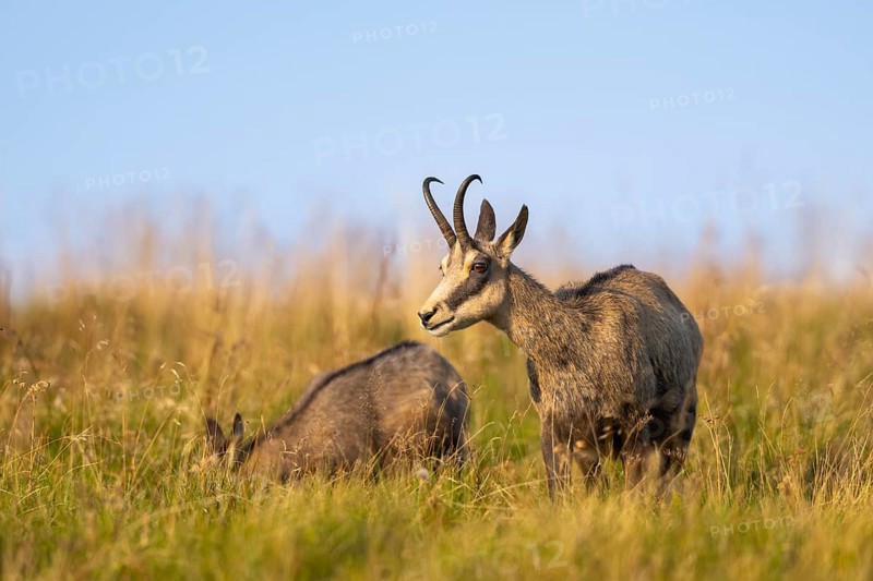 Chamois (Rupicapra rupicapra) mother with her youngster on a meadow in the Vosges Mountains, wildlife, France