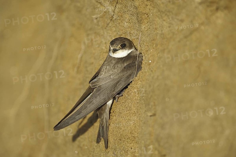 Uferschwalbe (Riparia riparia) Sand Martin