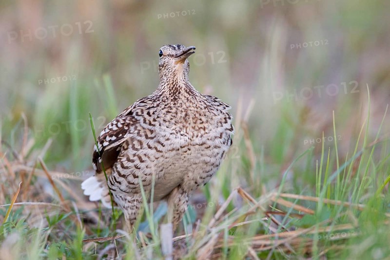 Great Snipe (Gallinago media), Nizhegorodskaya, Russia
