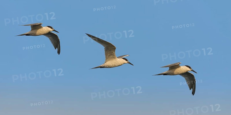 Sandwich Tern (Thalasseus sandvicensis) flying, Eilat, Israel