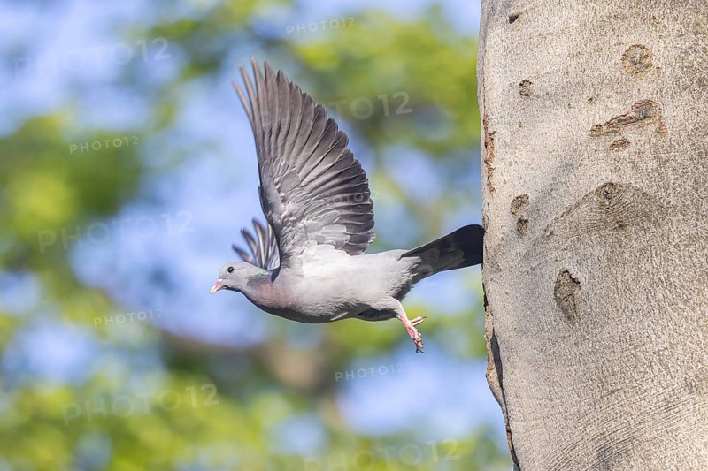 Stock Dove (Columba oenas) taking flight, North Rhine-Westphalia, Germany