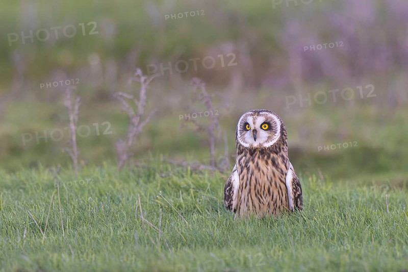 Short-eared Owl (Asio flammeus), Netherlands