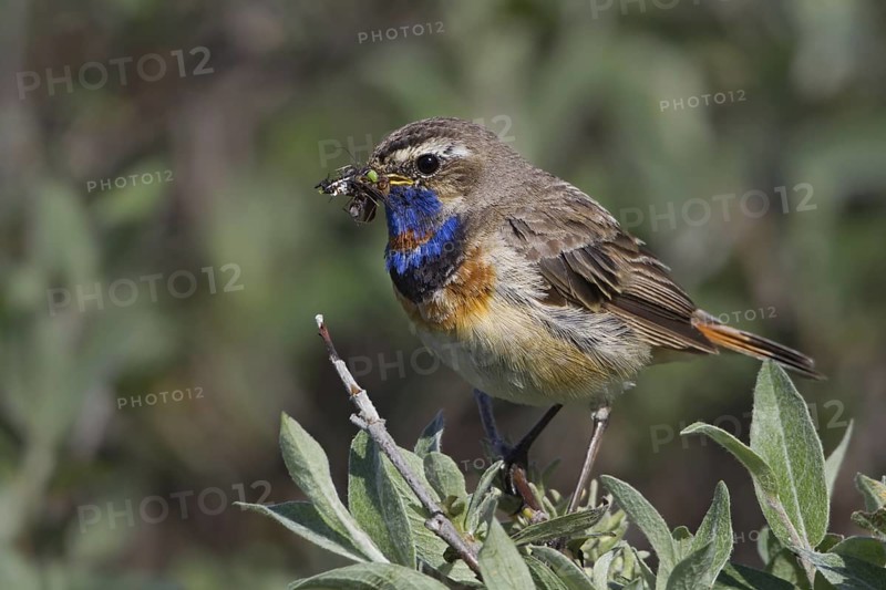 Bluethroat (Luscinia svecica svecica) male, Varanger, Norway
