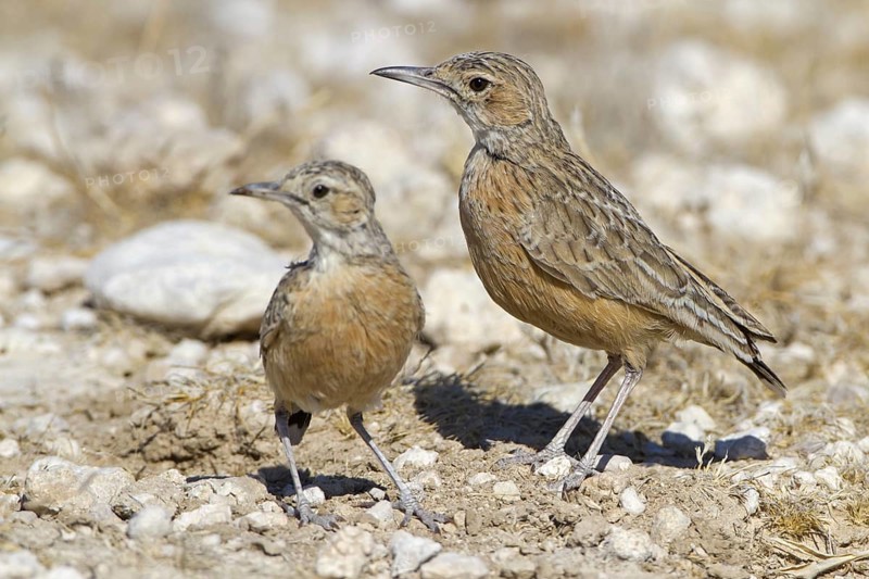 Spike-heeled Lark (Chersomanes albofasciata), Etosha National Park, Namibia