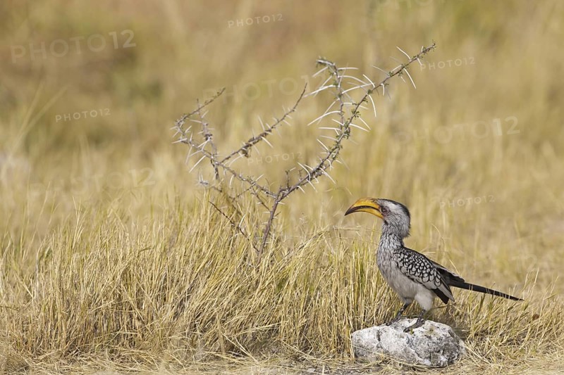 Southern Yellow-billed Hornbill (Tockus leucomelas), Oshikoto, Etosha National Park, Namibia