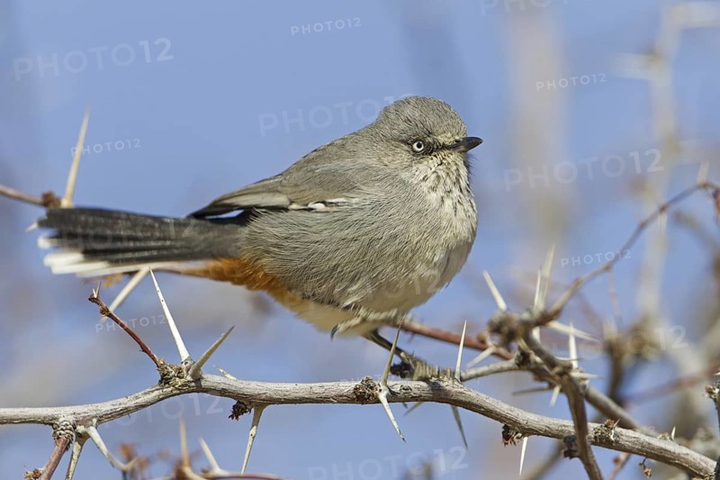 Chestnut-vented Warbler (Sylvia subcoerulea), Northern Cape, Kgalagadi Transfrontier Park, South Africa