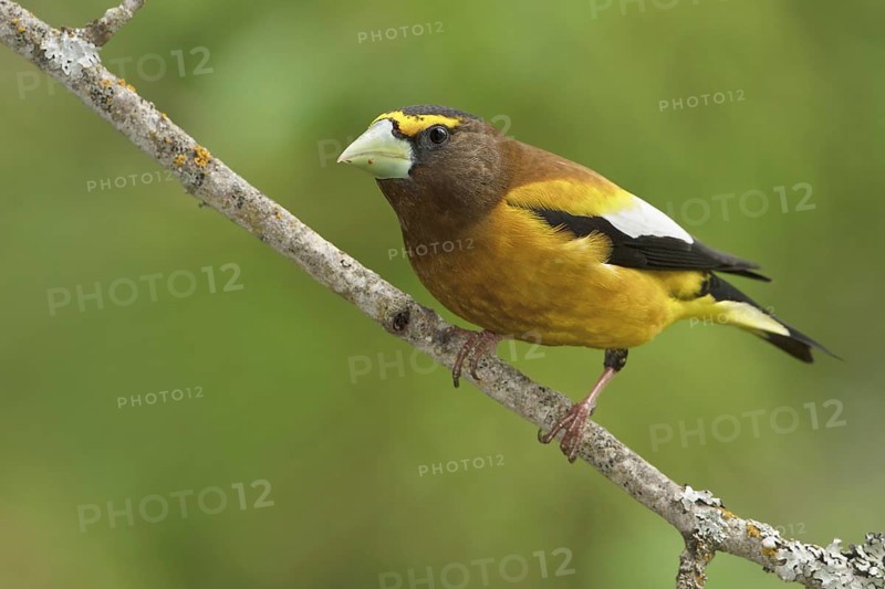Evening Grosbeak (Hesperiphona vespertina) male, British Columbia, Canada