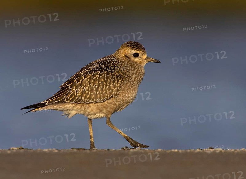 American Golden Plover (Pluvialis dominica), Ohio, USA