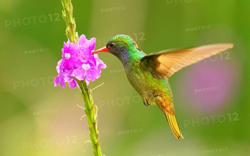 Goldschwanz-Saphirkolibri, Goldschwanzsaphir (Hylocharis eliciae)