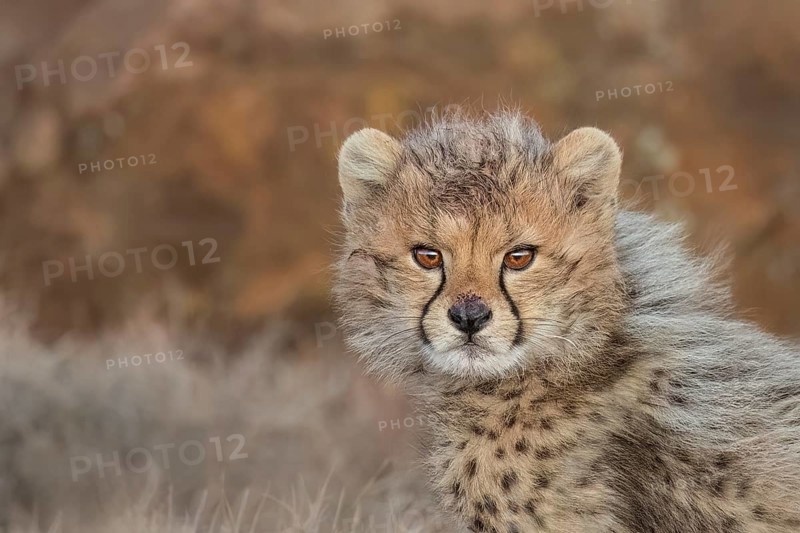 Cheetah (Acinonyx jubatus) lovely and cute cub close-up, Philippolis, South Africa
