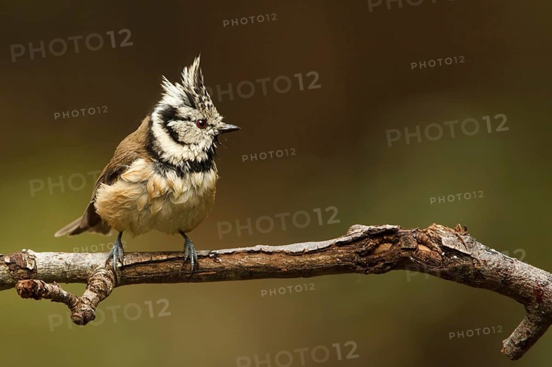 European Crested Tit (Lophophanes cristatus), Utrecht, Netherlands
