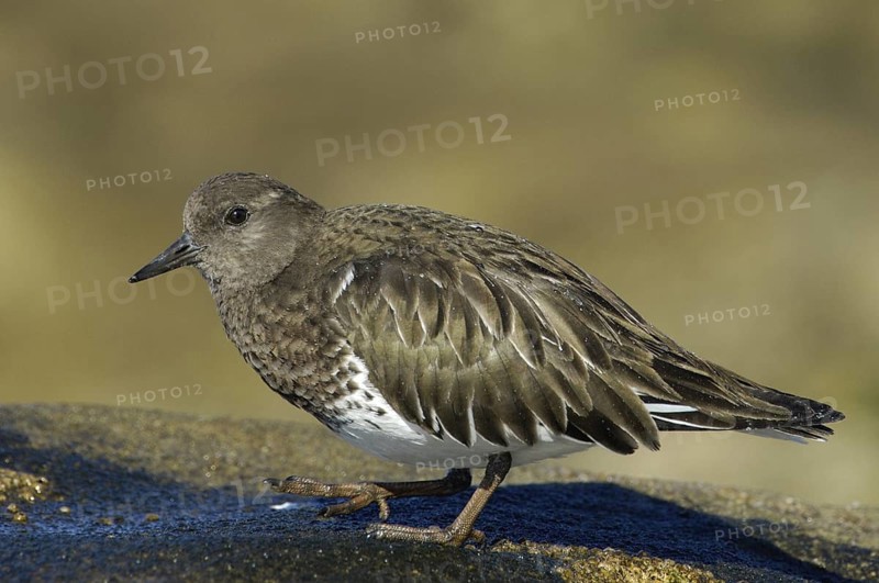 Black Turnstone (Arenaria melanocephala), California, USA