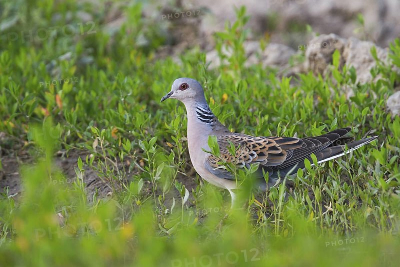 European Turtle Dove (Streptopelia turtur), Hungary