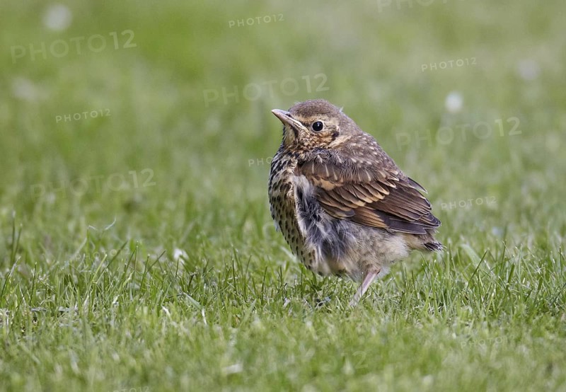 Song Thrush (Turdus philomelos) juvenile, Schleswig-Holstein, Germany