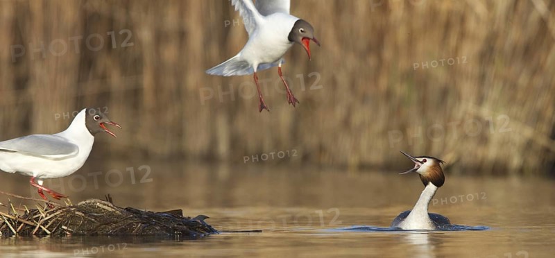 Black-headed Gull & Crested Grebe (Chroicocephalus ridibundus & Podiceps cristatus), Vorarlberg, Austria