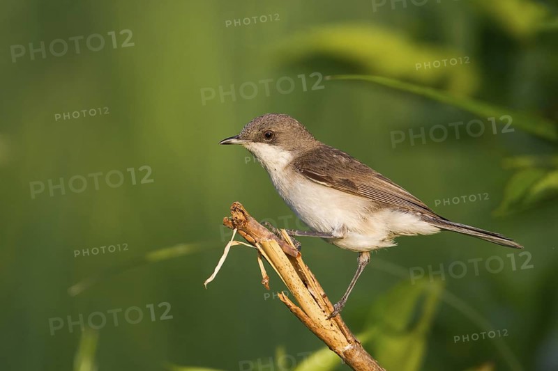 Lesser Whitethroat (Sylvia curruca), Burgenland, Austria