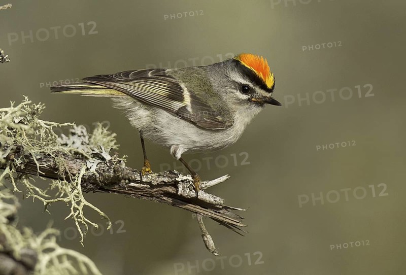 Golden-crowned Kinglet (Regulus satrapa), Michigan, USA