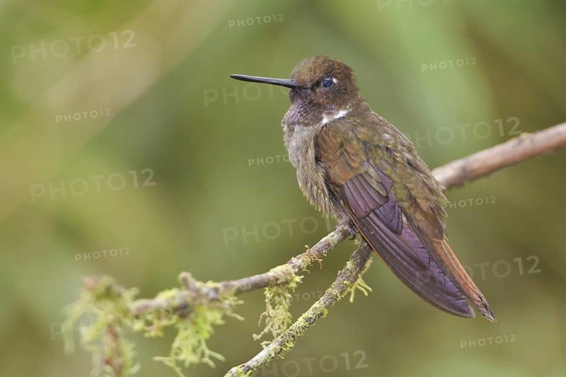 Brown Inca (Coeligena wilsoni), Ecuador