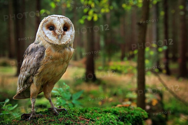 Barn owl, Tyto alba, sitting on the green moss stone in forest at the evening - photo with wide lens including habitat. Wildlife scene in nature habitat. Bird with forest and grass meadow