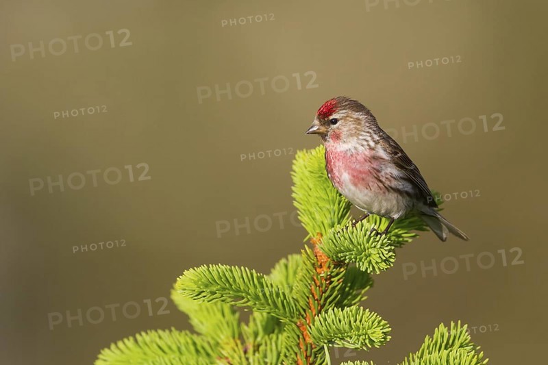 Lesser Redpoll (Acanthis cabaret) male, Vorarlberg, Austria