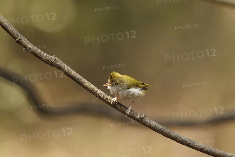White-bellied Erpornis (Erpornis zantholeuca), Kaeng Krachan, Thailand