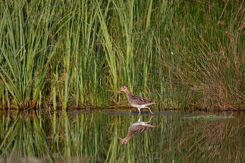 Common Snipe (Gallinago gallinago) foraging, Saxony, Germany