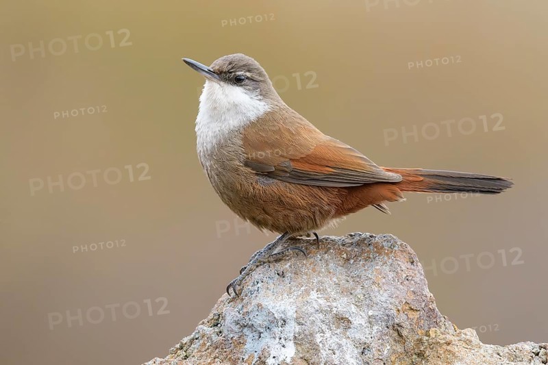 Crag Chilia (Ochetorhynchus melanurus) perched on a rock, Metropolitana, Chile