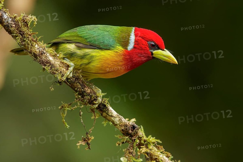 Red-headed Barbet (Eubucco bourcierii) perched on a branch in the Andes mountains of Colombia