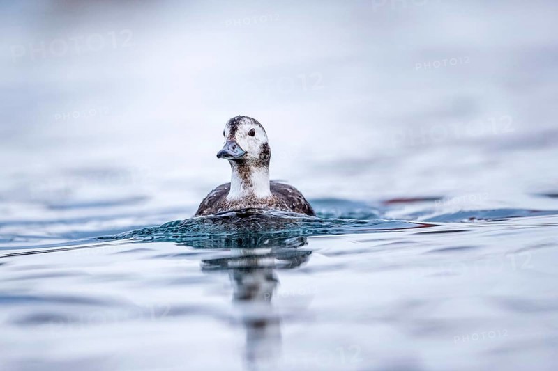 Long-tailed Duck (Clangula hyemalis) female, Norway