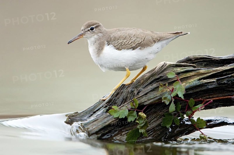 Spotted Sandpiper (Actitis macularius), Texas, USA
