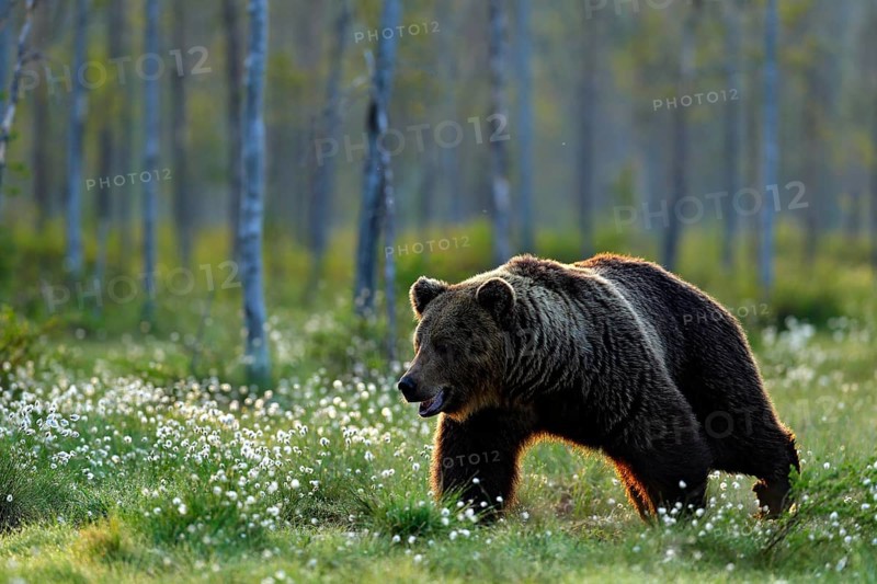 Brown bear walking in forest, morning light. Dangerous animal in nature taiga and meadow habitat. Wildlife scene from Finland near Russian border. Cotton grass bloom around the lake, summer