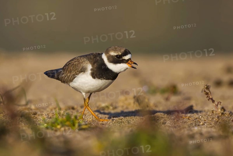 Common Ringed Plover (Charadrius hiaticula) foraging, North Rhine-Westphalia, Germany