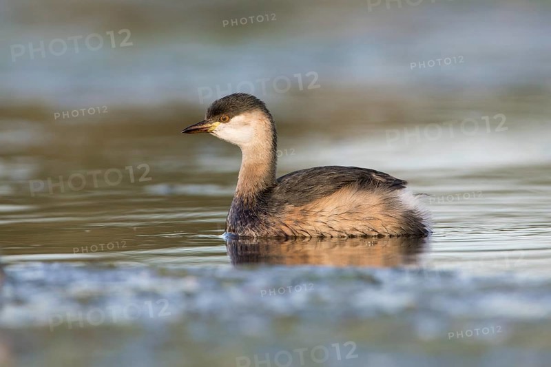 Australasian Grebe (Tachybaptus novaehollandiae), Victoria, Australia