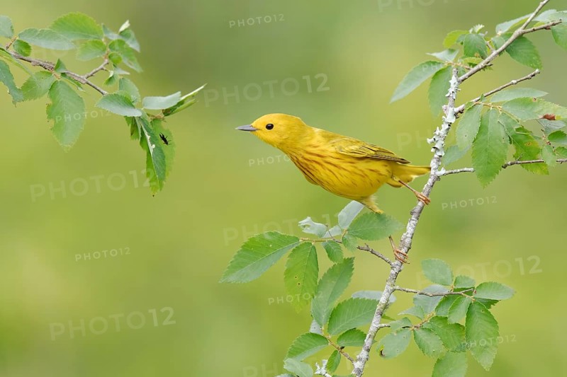 American Yellow Warbler (Setophaga aestiva) perched on a branch, Texas, USA