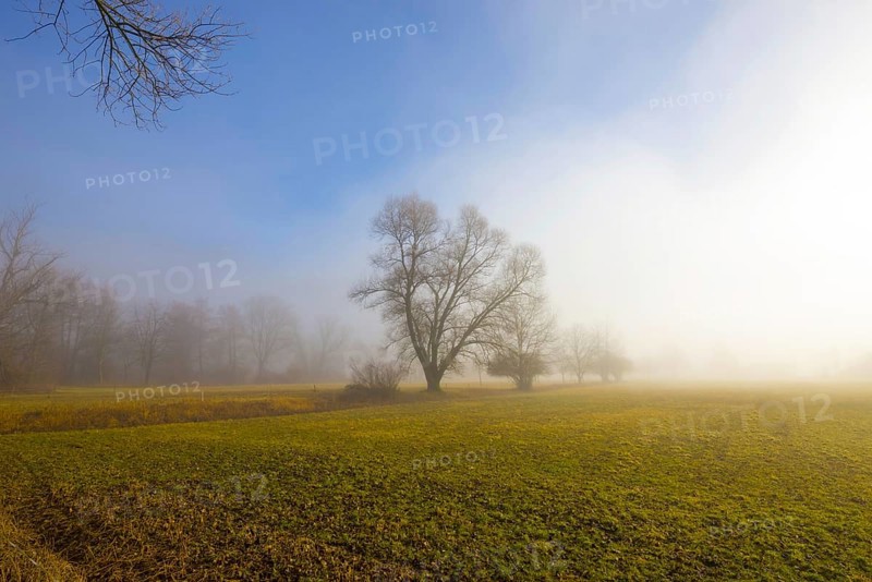 Foggy Agriculture Field with Bare Tree and Sunlight in Locarno, Ticino, Switzerland