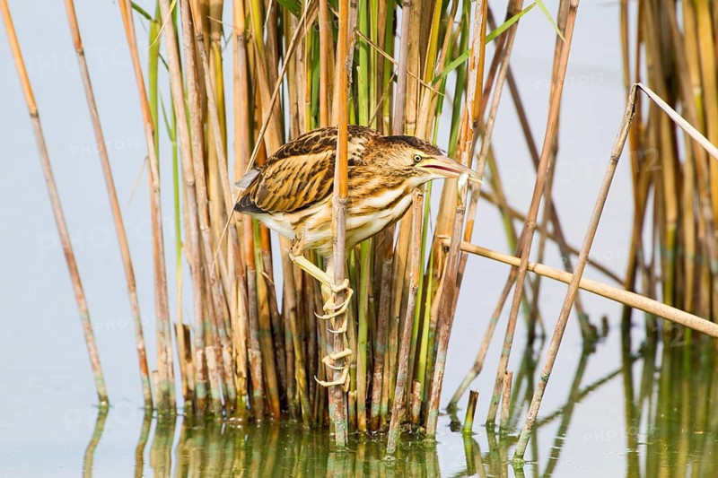 Little Bittern (Ixobrychus minutus) juvenile carrying fish in bill, Thuringia, Germany