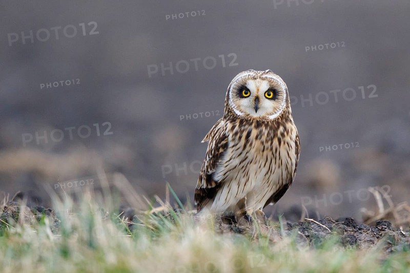 Short-eared Owl (Asio flammeus), Netherlands
