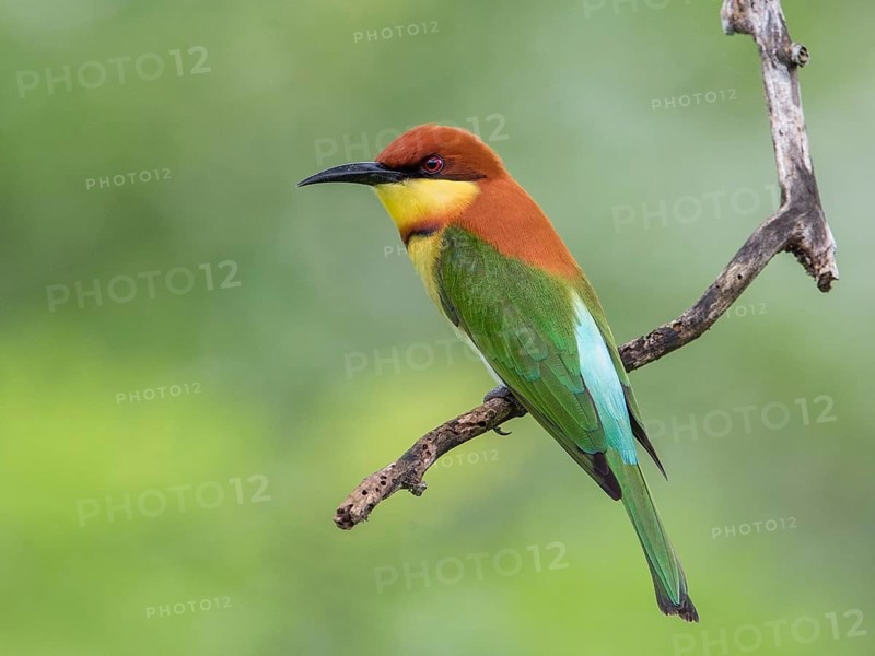 Chestnut-headed Bee-eater (Merops leschenaulti), Sri Lanka