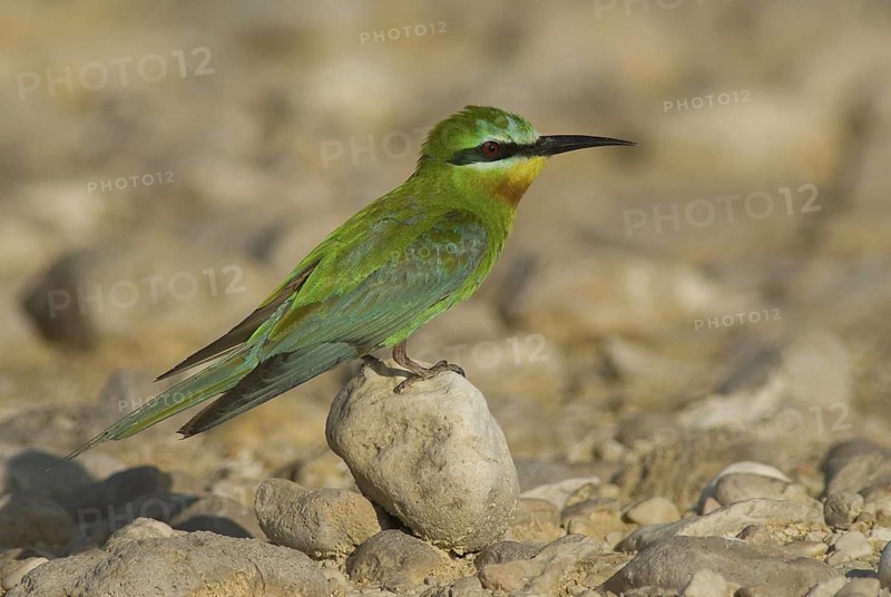 Blue-cheeked Bee-eater (Merops persicus), Oman