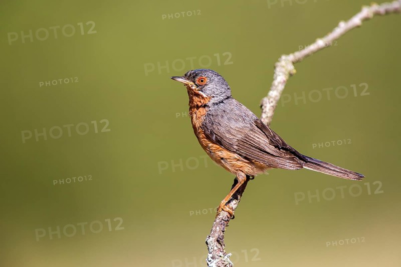 Subalpine Warbler (Sylvia cantillans) male, Castile and Leon, Spain
