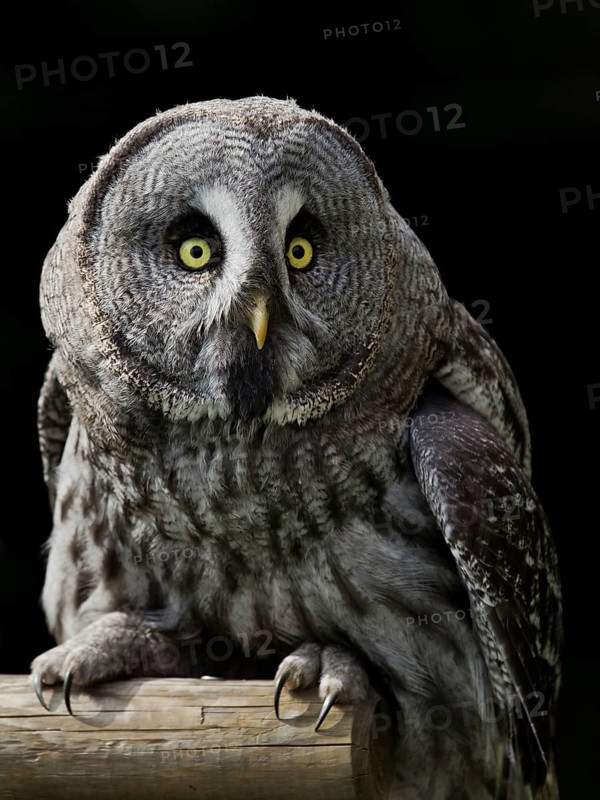 Great Grey Owl (Strix nebulosa), Hesse, Germany