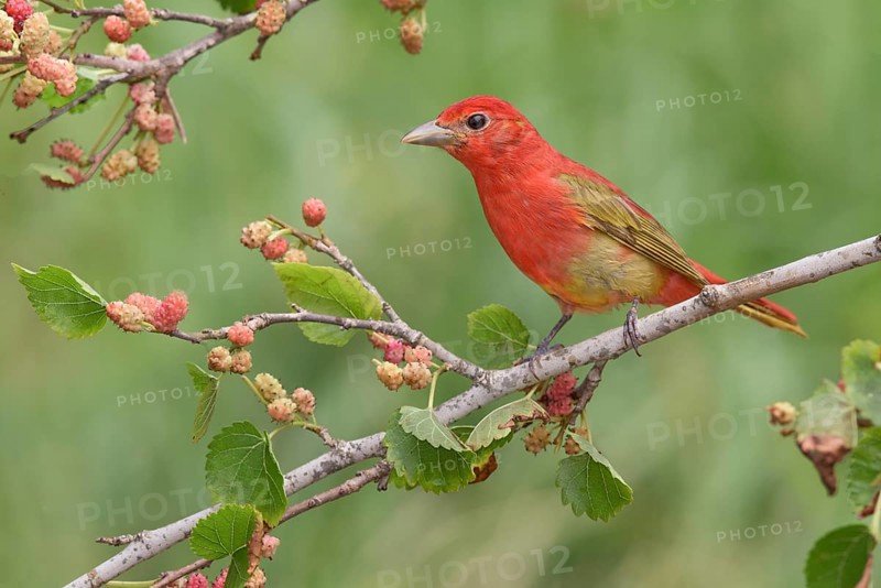 Summer Tanager (Piranga rubra) male perched on a branch with red berries, Texas, USA