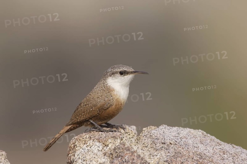 Canyon Wren (Catherpes mexicanus) male, California, USA