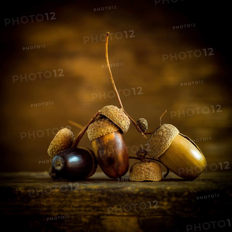 A captivating array of acorns and nuts is artistically placed on a wooden surface, surrounded by soft lighting that highlights their natural textures and colors
