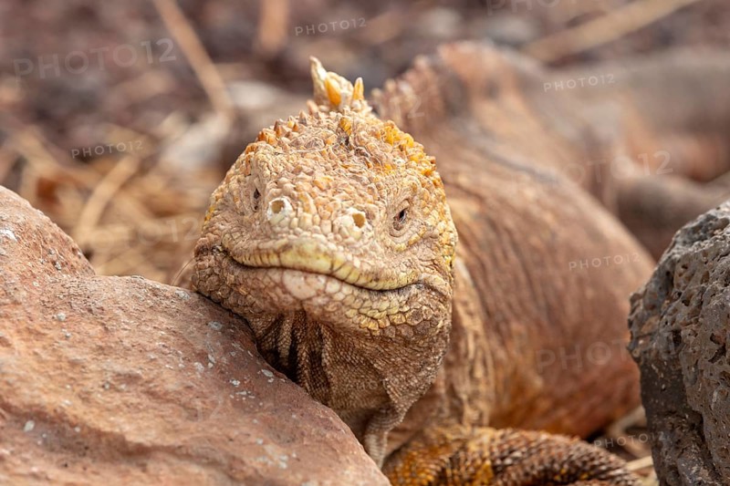 Drusenkopf (Conolophus subcristatus), Santa Cruz, Galapagos, Ecuador