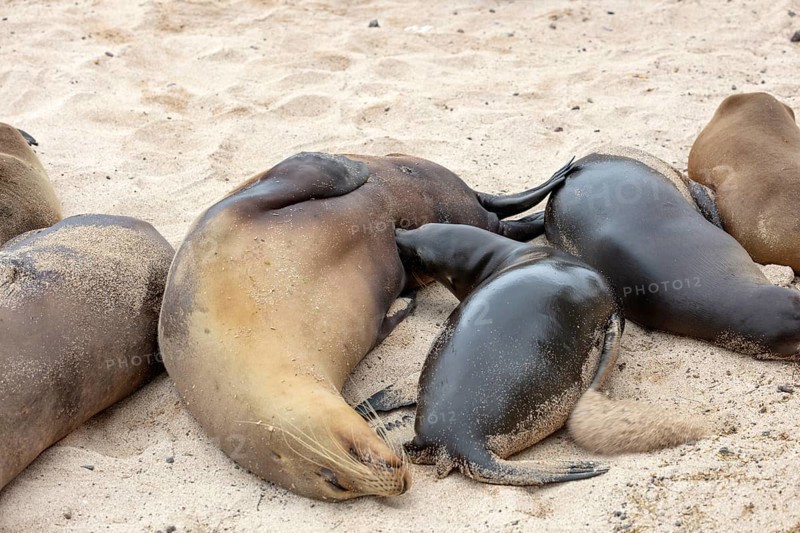 Sea lions (Zalophus wollebaeki), San Cristobal, Galapagos, Ecuador