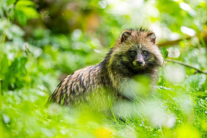 Common raccoon dog (Nyctereutes procyonoides) sitting in the grass, Bavaria, Germany